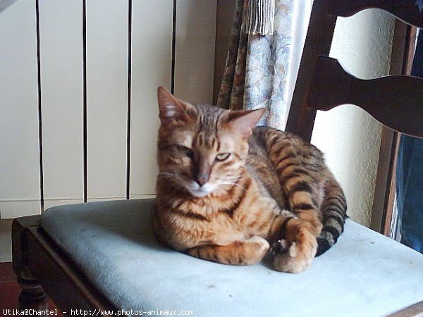 Photo de Bengal