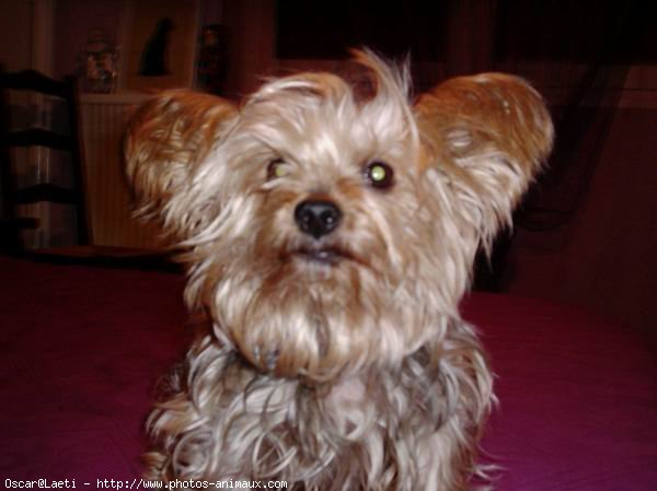 Photo de Yorkshire terrier