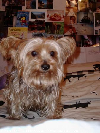 Photo de Yorkshire terrier