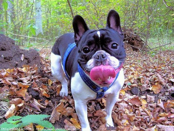 Photo de Bouledogue franais