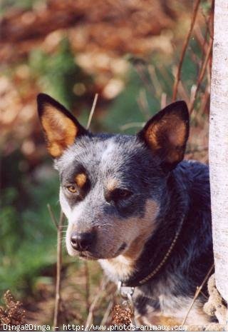 Photo d'Australian cattle dog