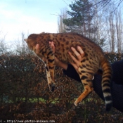 Photo de Bengal