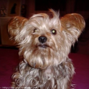 Photo de Yorkshire terrier