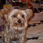 Photo de Yorkshire terrier