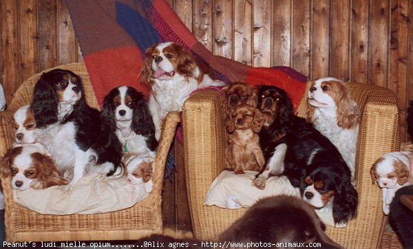 Photo de Cavalier king charles spaniel