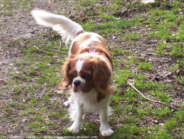 Photo de Cavalier king charles spaniel