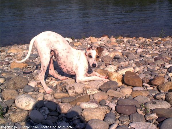 Photo de Whippet