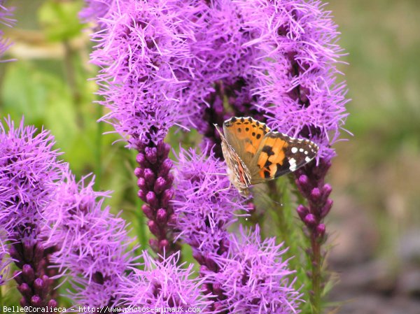 Photo de Papillon