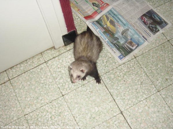 Photo de Furet