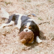 Photo de Cavalier king charles spaniel