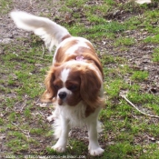 Photo de Cavalier king charles spaniel