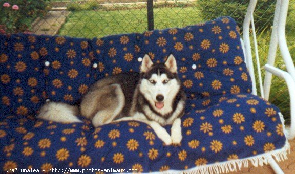 Photo de Husky siberien