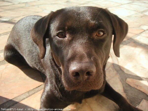 Photo de Labrador retriever