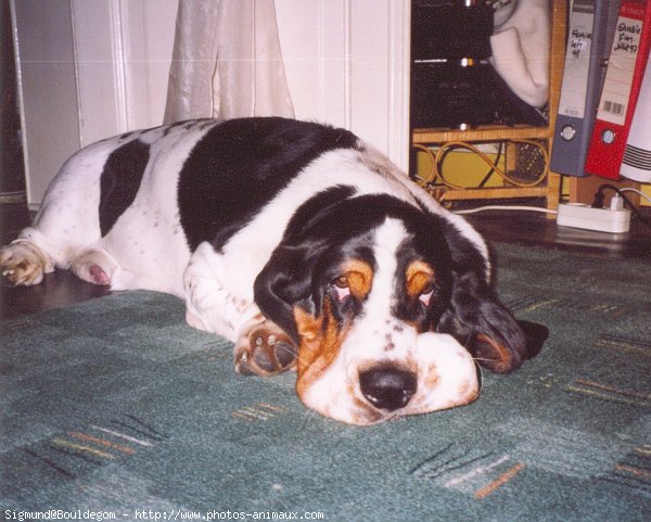 Photo de Basset hound