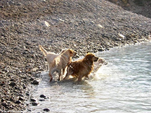 Photo de Golden retriever