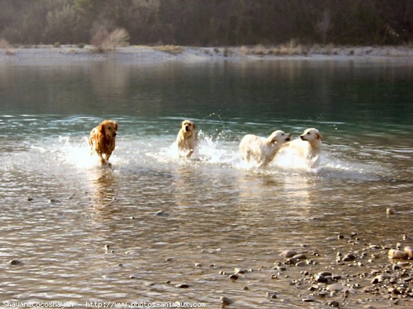 Photo de Golden retriever