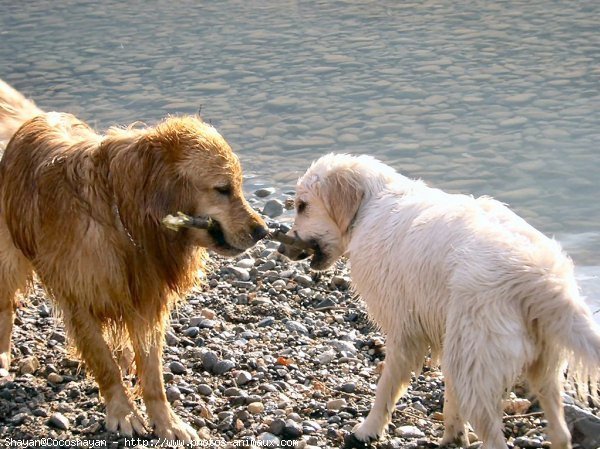 Photo de Golden retriever