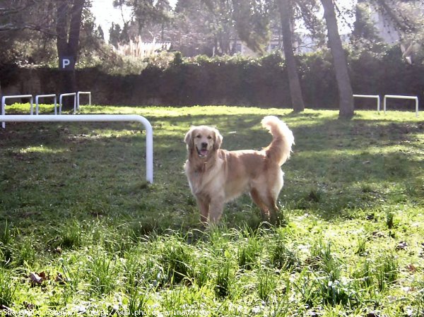 Photo de Golden retriever