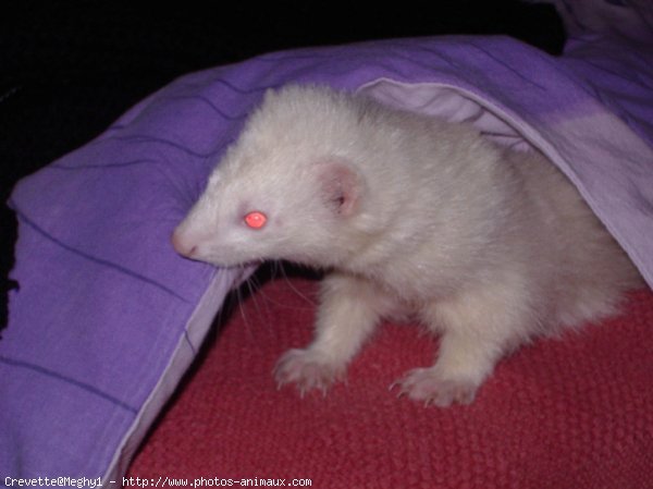 Photo de Furet