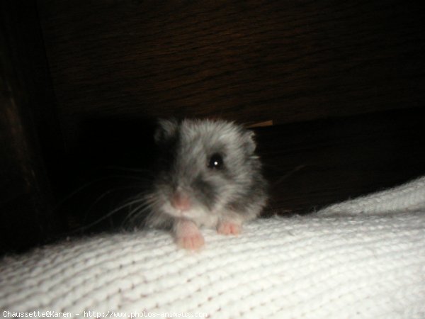 Photo de Hamster