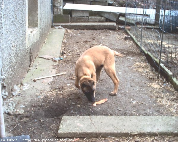 Photo de Berger belge malinois