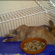 Photo de Lapin