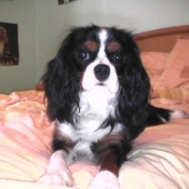 Photo de Cavalier king charles spaniel