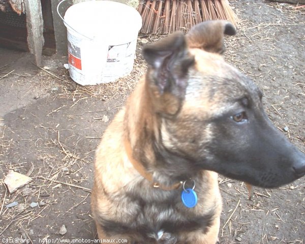 Photo de Berger belge malinois