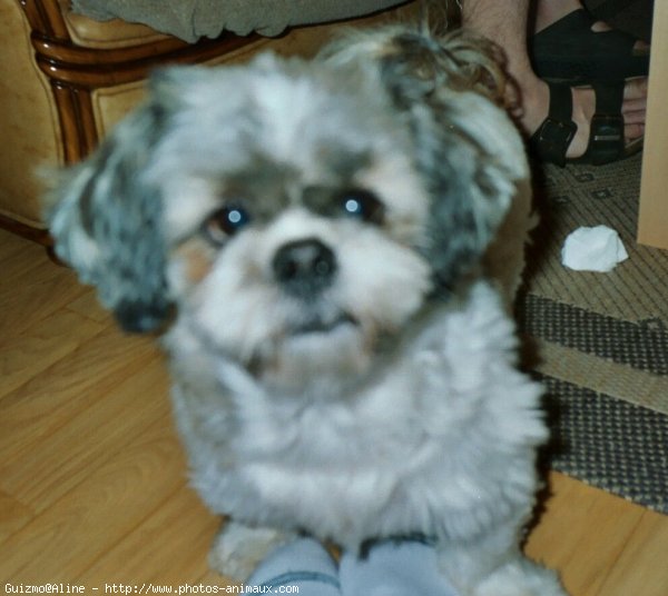 Photo de Shih tzu