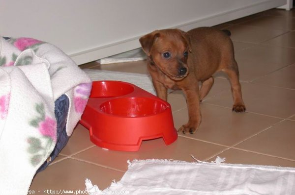 Photo de Pinscher nain