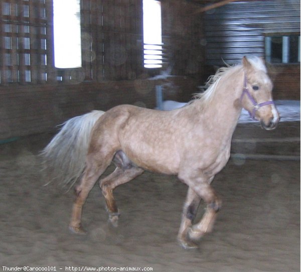 Photo de Palomino