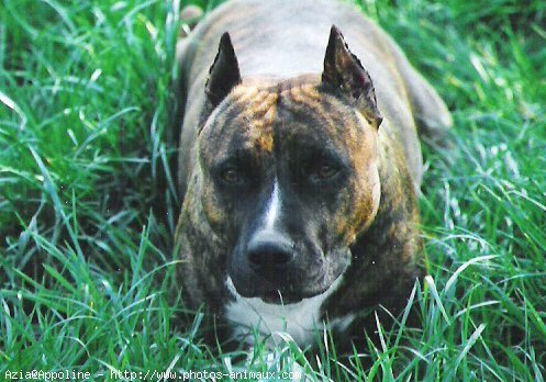 Photo d'American staffordshire terrier