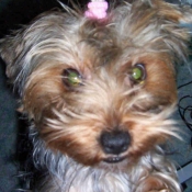 Photo de Yorkshire terrier