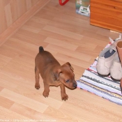 Photo de Pinscher nain