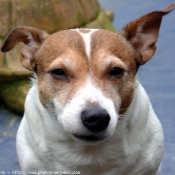 Photo de Jack russell terrier