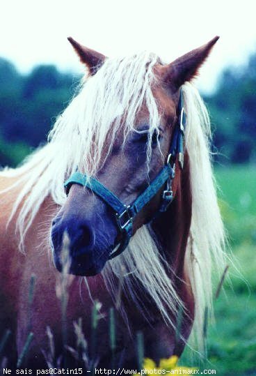 Photo de Haflinger