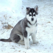 Photo de Husky siberien