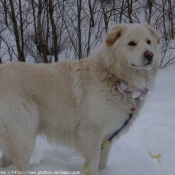 Photo de Chien de berger des pyrenes  poil long