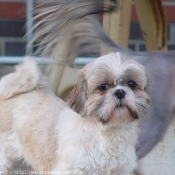 Photo de Shih tzu