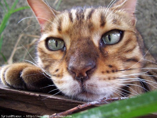 Photo de Bengal