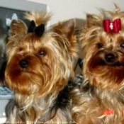 Photo de Yorkshire terrier