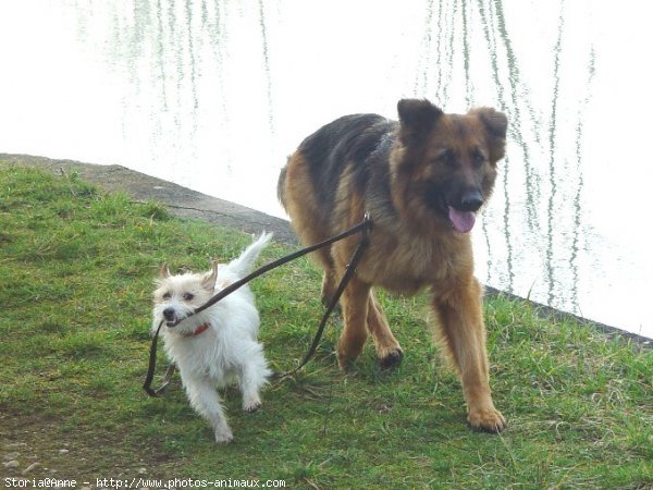 Photo de Berger allemand  poil court