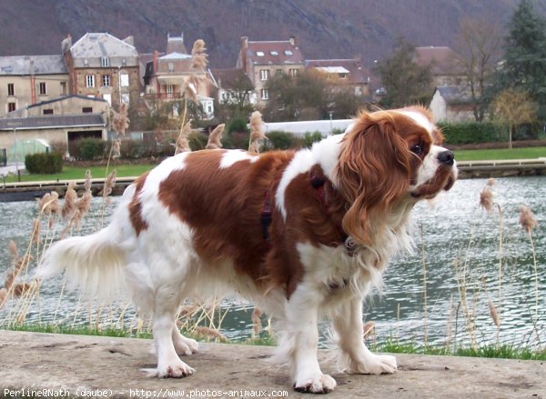 Photo de Cavalier king charles spaniel