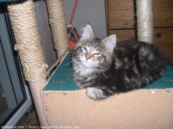 Photo de Maine coon