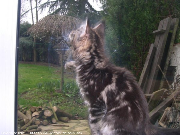 Photo de Maine coon