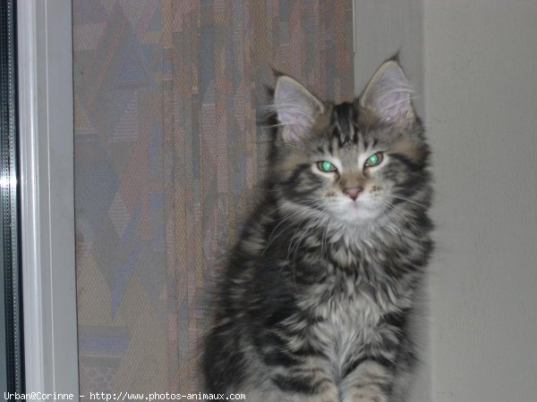 Photo de Maine coon