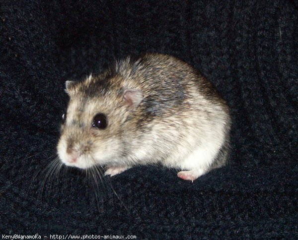 Photo de Hamster