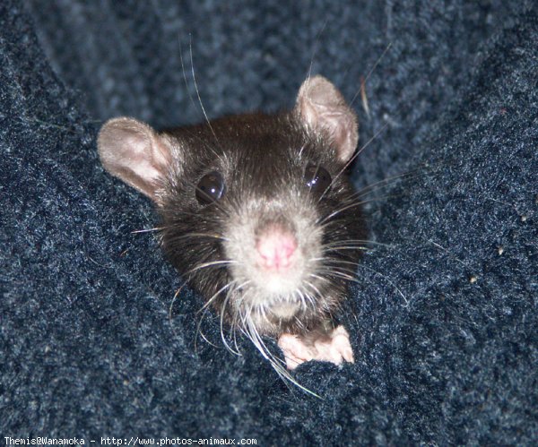 Photo de Rat