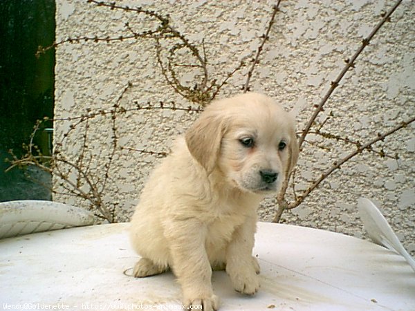 Photo de Golden retriever