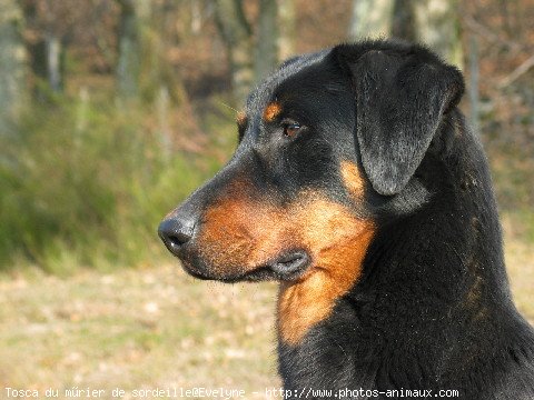 Photo de Berger de beauce